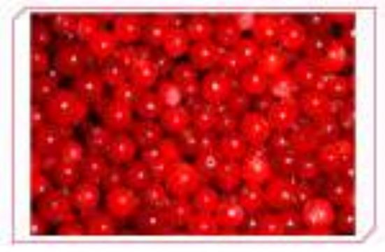  Lingonberry   Anthocyanin